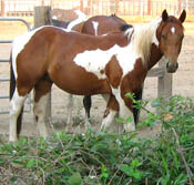 Decco TingTang Peppy, APHA reg. gelding - 2 years old